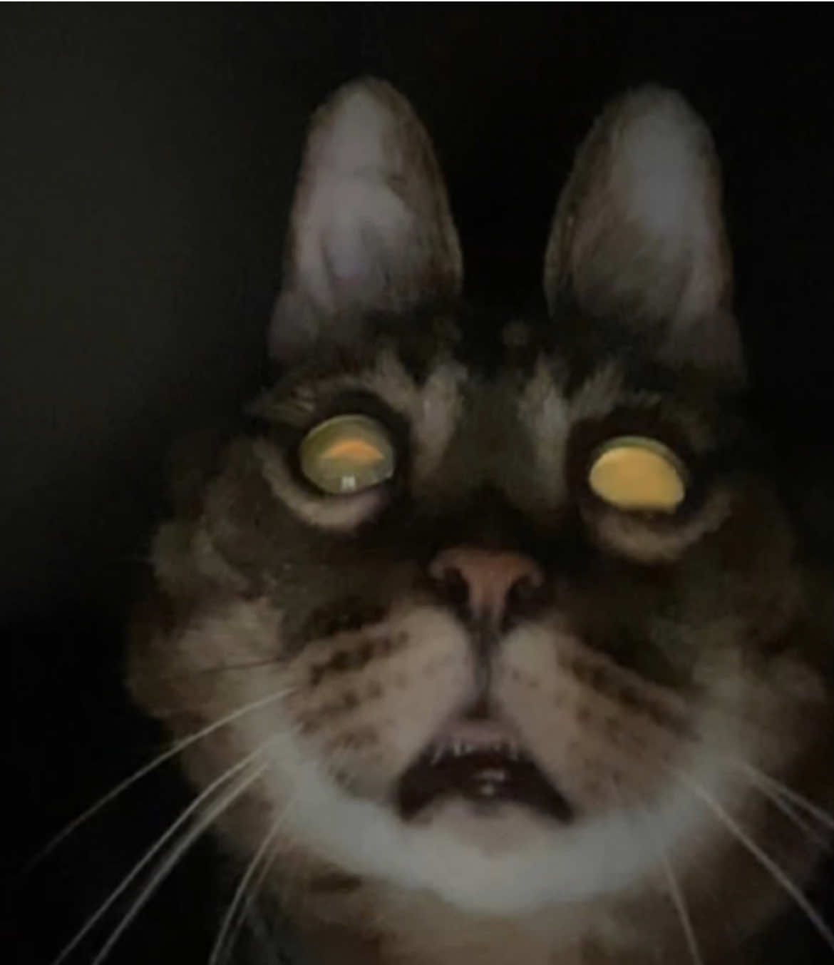 #cat #gato #offlain 