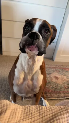 This is what living with a boxer sounds like. Wait for the ending 😅 #boxer #boxerdog #boxersoftiktok #boxerdogsoftiktok #boxerdogs #boxerdogs #boxerdoglife #dogsofttiktok #bestfriend @Shop BARK @Chewy 