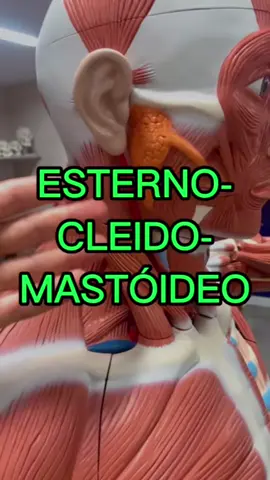Esternocleimastóideo, é o nome de um músculo!! #musculo #anatomia #medicina #pescoço #enfermagem #fisioterapia #educacaofisica 