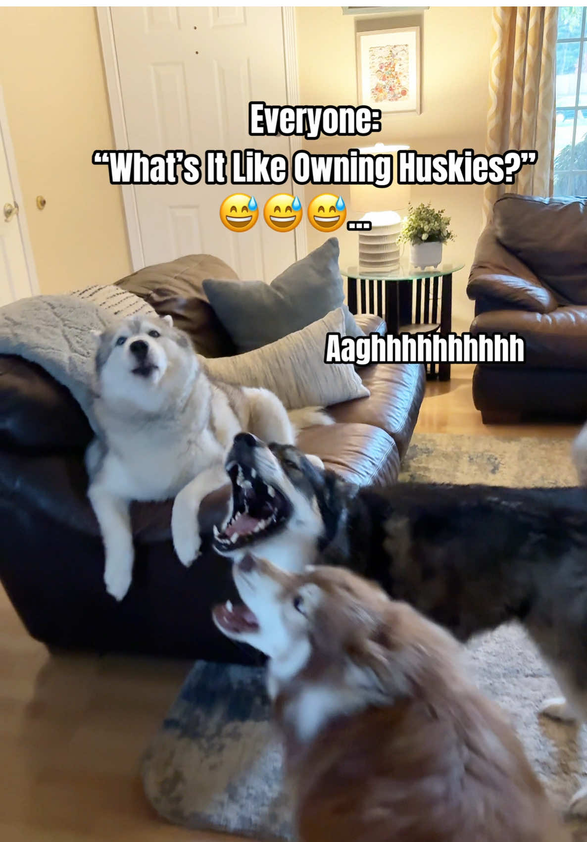 Let Me Show You 📣📣📣 #husky #dogs #dogsoftiktok #dog #funnypets #PetsOfTikTok #dogsoftiktokviral #funnyvideo #siberianhuskies #funnytiktok #howling #fyp #howl #doglover #talkingdog #lol #dogcomedy #comedyvideo #pup #huskylife 