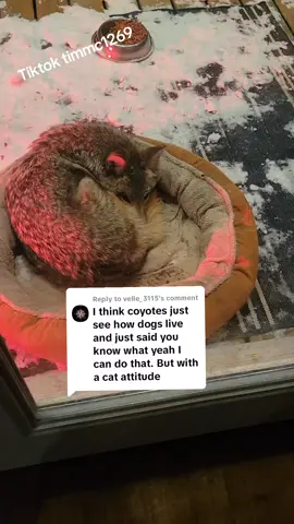 Replying to @velle_3115 that's a lot of CAT! #weavethecoyote #coyote #forestpuppy #duckholliday #duckandweave #Love 