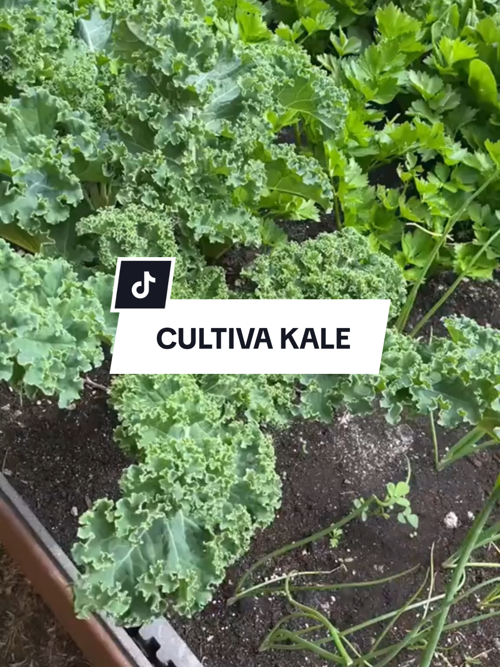 El kale, o col rizada, es una hortaliza nutritiva y resistente que se adapta bien a distintos climas. Para disfrutar de hojas tiernas y sabrosas, sigue estos consejos sobre cuándo sembrar y cosechar esta maravilla verde. 🌱 ÉPOCA DE SIEMBRA   • Climas templados:   Siembra al final del verano o principio del otoño para cosechar en invierno o primavera, ya que el kale prefiere temperaturas frescas (entre 15°C y 20°C).   • Climas cálidos:   Cultívalo en invierno o en épocas con menos calor, ya que no tolera temperaturas extremas.   💡 Tip: Inicia el kale en almácigos y trasplántalo al huerto cuando las plántulas tengan al menos 10 cm de altura. ⏳ TIEMPO DE COSECHA   • Cosecha inicial:   Puedes empezar a recoger las hojas externas 60-75 días después de sembrar.   • Duración del cultivo:   El kale puede producir continuamente si cortas las hojas grandes de afuera hacia adentro, dejando intacto el centro de la planta. 💡 Consejo final: El kale mejora su sabor después de una ligera helada, ya que las bajas temperaturas lo hacen más dulce y menos amargo. ❄️🌿