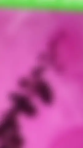 Parasita do Diabetes? Um estudo publicado em 2021 no Brazilian Journal of Development mostrou que este verme (Eurytrema Pancreaticum) seria modelo de desenvolvimento da Diabetes Tipo 1. Outro estudo publicado na UFFS apontou como causa primária do desenvolvimento de Diabetes tipo 1. O mais alarmante é que dados apontam que este verme pode contaminar 50% dos gados no Brasil. Ou seja... há uma alta chance de você contrair este parasita. Mas, quais são os sinais de uma pessoa contaminada por esse parasita? ❌Problemas digestivos como má absorção, diarreia e perda de peso. ❌Dor abdominal ou desconforto, especialmente na área do pâncreas. ❌Indisposição e baixa energia devido aos níveis alterados de açúcar no sangue. ❌Comprometimento da função endócrina do pâncreas. Com o tempo, este verme pode levar ao desenvolvimento de diabetes mellitus e obstrução do pâncreas. Atenção: Se você sofre com esses sintomas, pode estar infectado com este verme.  ▲ Não ignore seus sintomas! Investigue a presença deste parasita e proteja sua saúde. Se você conhece alguém que sofre com diabetes, envie esse post.  Para mais informações, comente  a palavra “Verme”. #diabetes #diabetestipo2 #acucar #tiktoknews #parasite #viral_video #bichos #informacao #rj #baixadafluminense #brasil #cuidesebem 