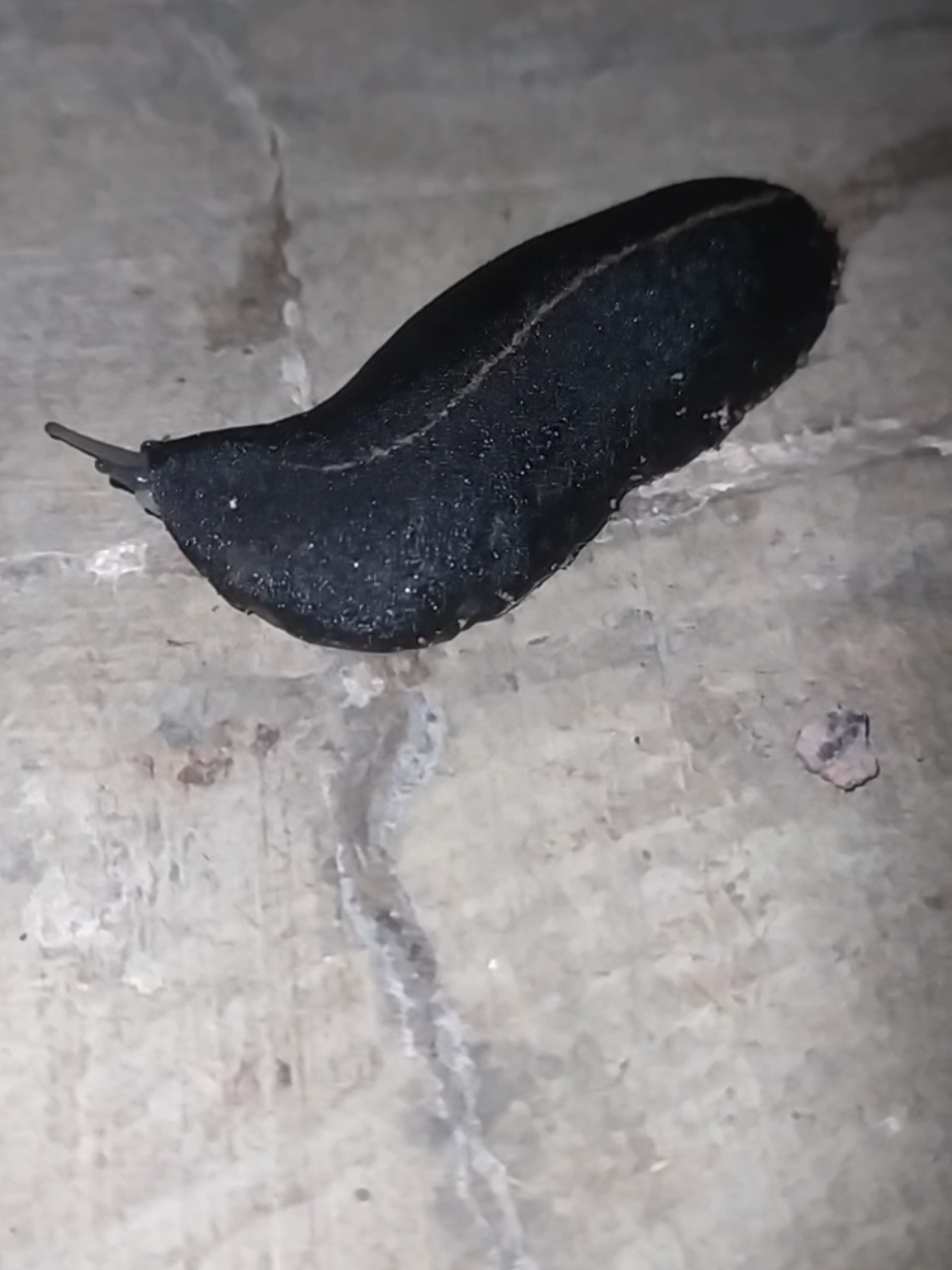 Binatang imut banyak di buru pemancing #perlengkapanpancing #mancingharian #mancingbawalmania #essenbawal #rerespo 