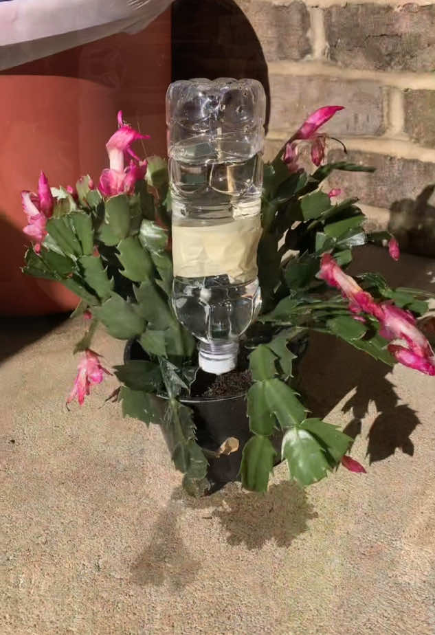 This is brilliant life hack - Easy at home tips and tricks for watering and caring for your plants! #LearnOnTikTok #lifehacks #momhacks #viralhacks #tipsandtricks #diyhacks #DIY #viraltiktok #viraltiktokvideo #hacks #usefullifetips #homehacks #easytips #fyp #momtips #MomsofTikTok #plants #houseplants #LifeHack #homehacks #houseplanttips #tipsandtricks #viỉalvideo 