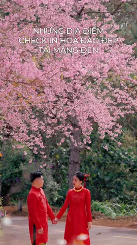 Những địa điểm chụp hoa anh đào đẹp tại Măng Đen 2025 #ghienmangden #dulichmangden #reviewmangden #hoadaomangden #phototour #tourmangden