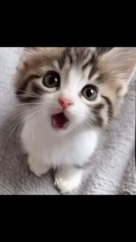 #kittycat #gato #cat #gatito #dontyouwantme #singing #pet #babycat 