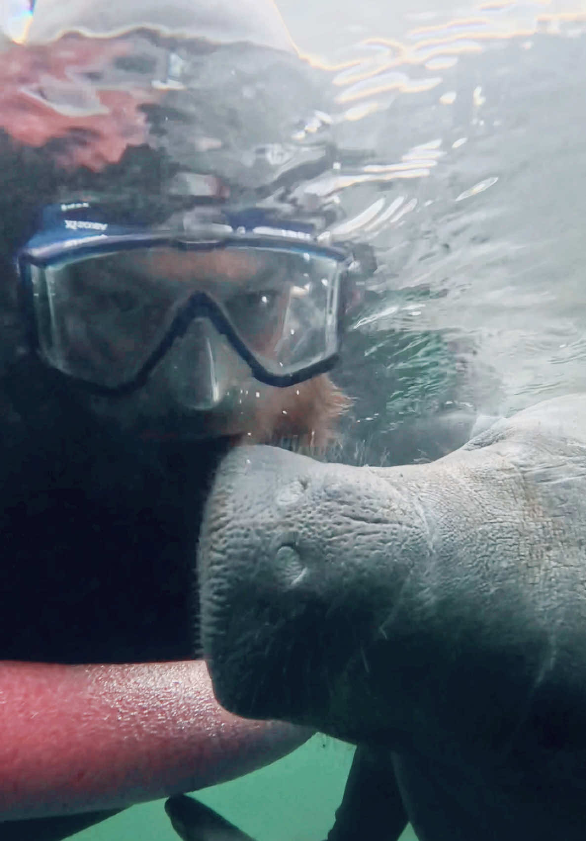 A manatee ate my face! #manatee #florida #epic #crystalriver #wildlifephotography 