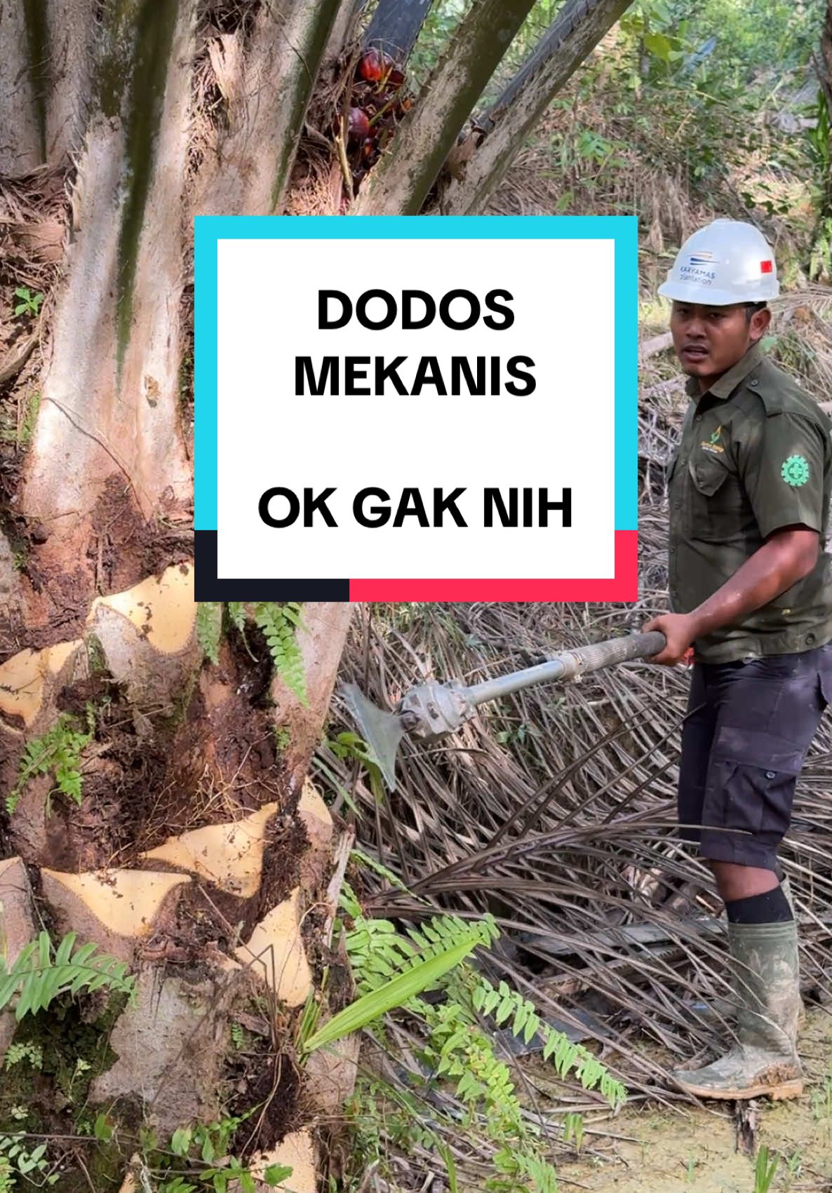 DODOS MEKANIS,  Sudah pernah coba ? Ok gak planters? Apakah ada dodos mekanis yang lebih bagus dan mudah digunakan ? #mekanisasi #dodos #mekanik #pelepahsawit #petanisawit #petanisawitindonesia🇮🇩  #kebunsawit #sawit #sawitontiktok  #sawitkalimantan #sawitindonesia #sawitbalap  #sawittiktok #planter #planterstrickshot 