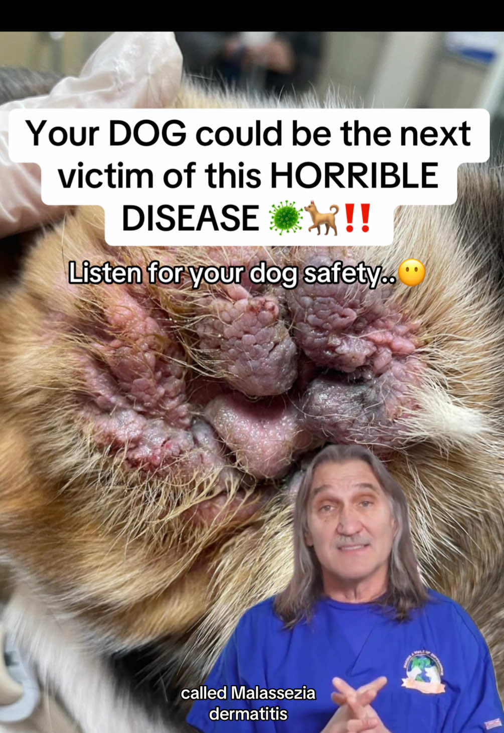 Do this to protect your dog from this harmful disease!! #healthypets #dogcare #veterinary #vet #veterinarian #doctor #dogsoftiktok #pethealth #veterinarymedicine #veterinariansoftiktok #dogsoftiktokviral #dogs 