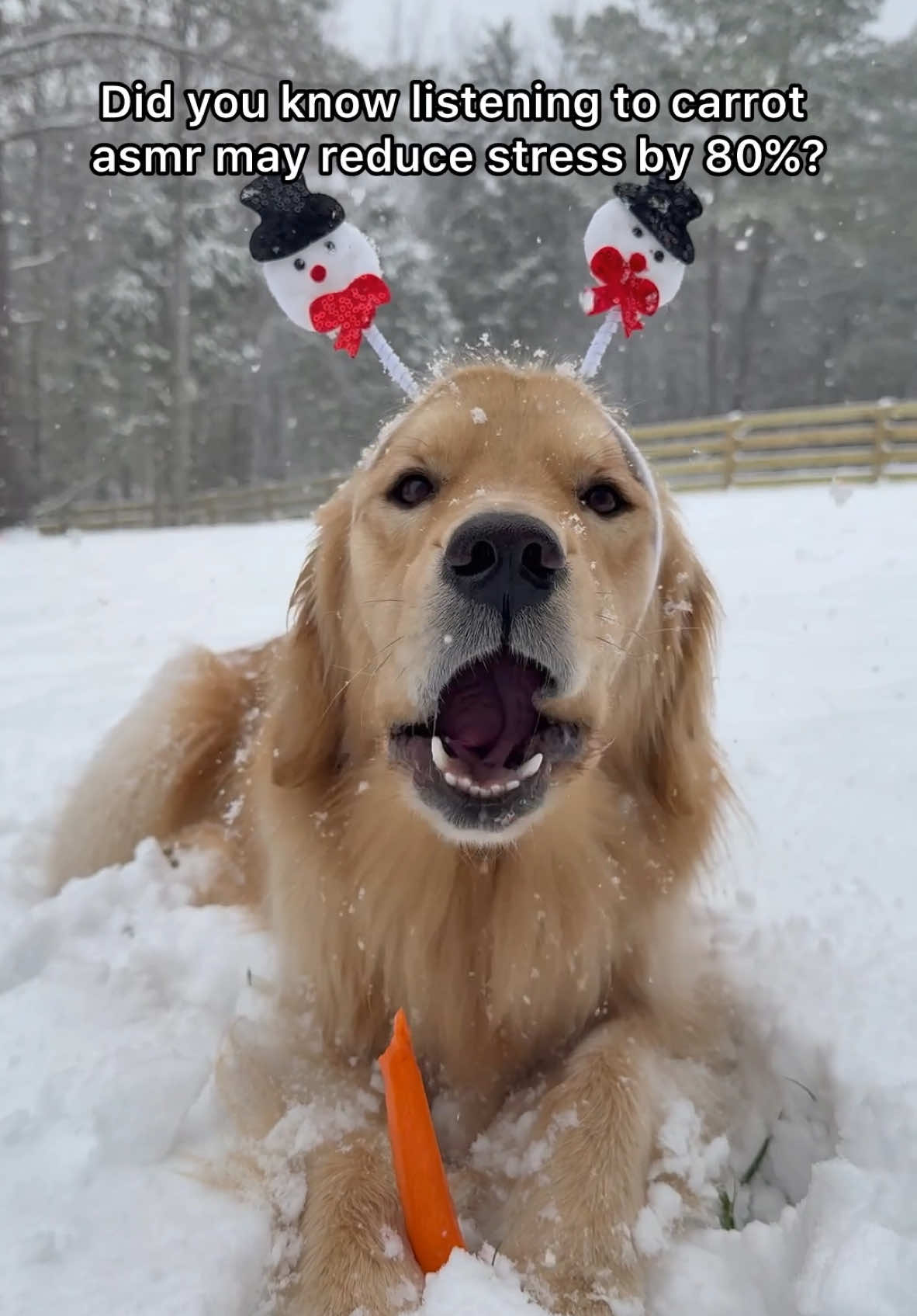 well is it working?! 🤭❄️☃️ #asmr #goldenretriever #doglover 