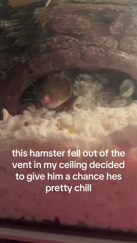 i wish this was a fake story #fyp #comedy #muha #viral #societygarlic 
