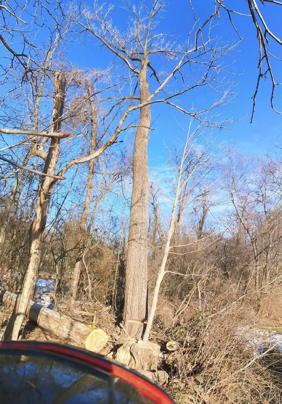 #arbortec #treework  🌲🌳🤙🏼
