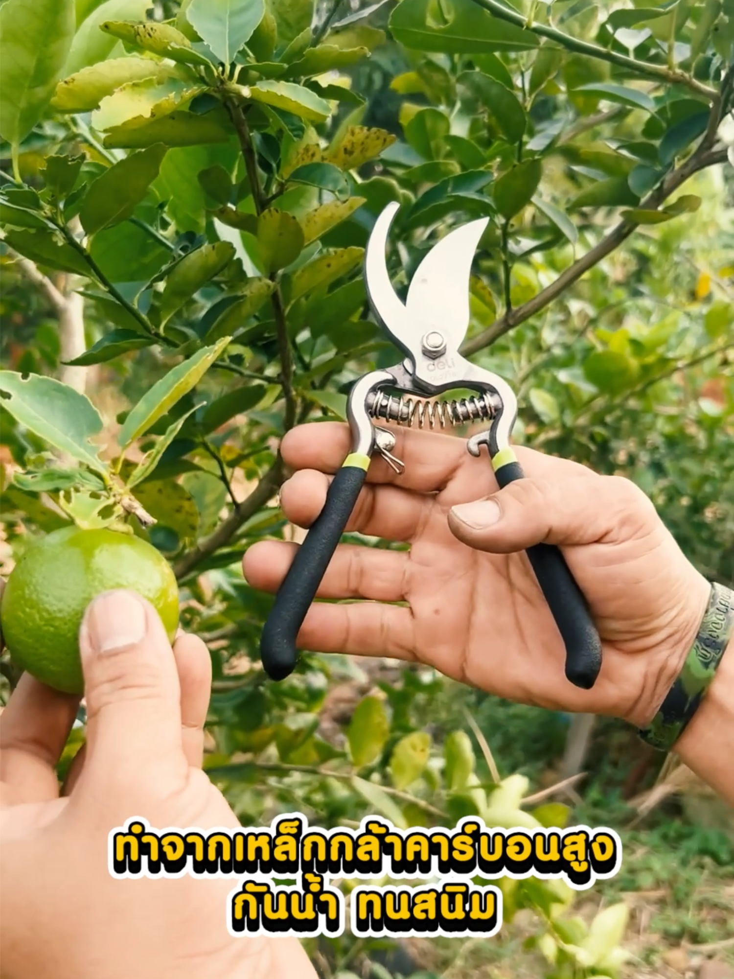 สายทำสวนสายการเกษตรต้องมี กรรไกรตัดกิ่งอเนกประสงค์ตัวนี้เลยยย 🌲😍 #TikTokShopTH #Techstarค้นหานักรีวิว #delitoolsth #ราคาดีทุกวัน #delithailand #ของมันต้องมี #ของดีบอกต่อ #ถูกและดีมีอยู่จริง #ไม่ควรพลาด #เครื่องมือช่างมืออาชีพ #เครื่องมือช่างเอนกประสงค์ #เครื่องมือช่างและอุปกรณ์งานช่าง #งานช่าง #เครื่องมือช่าง #เครื่องมือช่างและอุปกรณ์งานช่างกร #กรรไกรตัดกิ่ง #กรรไกรตัดกิ่งไม้ #กรรไกรตัดกิ่งไม้สูง #ตัดกิ่งไม้ #สวนต้นไม้ #การเกษตร #กรรไกรตัดกิ่งด้ามยาว #กรรไกรตัดกิ่งคมมากๆ