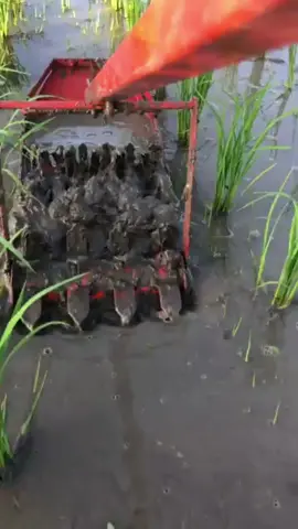 Osroknya petani milenial. #osrokpadi #alatpenyiangan #alatpenyianganrumput #osrok #alatmatun #alatpenyianggulma #gosrok #matun #gosroksawah #alatmatunpadi #pembasmigulma 