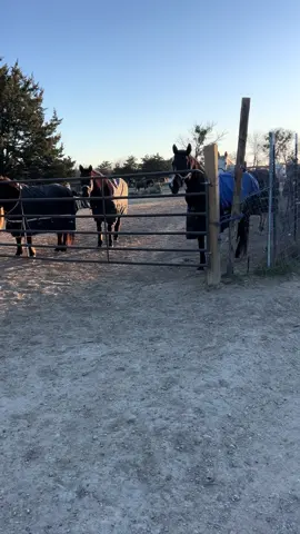 Horse is good for the night. Blanketed with food and water since it will be cold. No one near missing a horse. We will give it a few days though. Vet check tomorrow #horsesanctuary #horserescue 