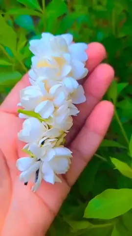 صباح الفل صباحكم جميل كجمال هذا المنظر #جازان #جازان_الفل #فل_جازان 