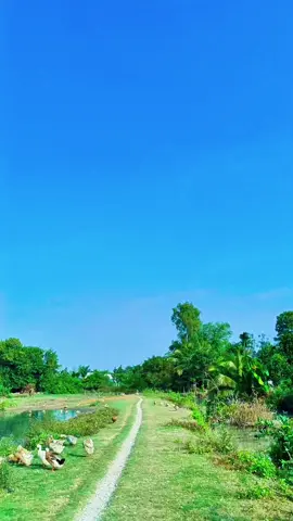 Quê hương yên bình  #66đồngtháp  #quehuong  #canhdep  #mientay  #yenbinh   #canhdepquehuong  #binhyen 