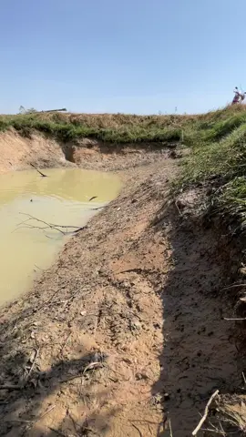 คักบ่ #วิถีชีวิตบ้านนอก #ปลาช่อน 