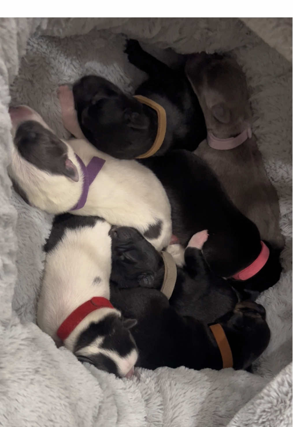 ✨PART 2! ✨  SEVEN of the sweetest creatures I’ve ever seen came in to this world Sunday night/ Monday morning! ❤️ All healthy, chunky babies. I worked hard to get myself as educated on puppy birthing (thanks google/youtube/rescue friends for coming through!!! 🙏🏻) as possible and was worried sick that something would go wrong… but it was perfect. ❤️🙌🏻  Kona did so good, and is an amazing momma who works hard to keep all these babies fed around the clock! ⏰ She has been so exhausted and so have I! 😅😴 She’s worth it, and so are these babies!  Now… on to finding them amazing fur-ever homes! 🏡 🐶  #foryoupage #AdoptDontShop #Res#RescueDogm#MamaDogp#PuppiesHaveArrivedwMom #Pup#PuppyLoverBabies #New#NewBeginningsf#SafeAndLovedmeSweetHome