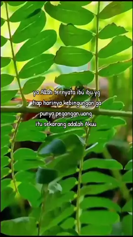 #sabar #fyp #lewatberanda #viralvideo #berandatiktok 