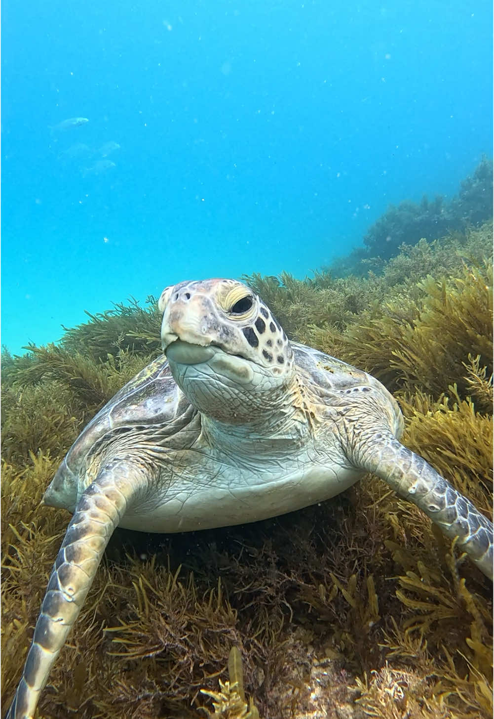 I got some help filming the turtles by someone else which is how I got the underwater shots #fyp #viral #storytime #dive #gopro #australia 