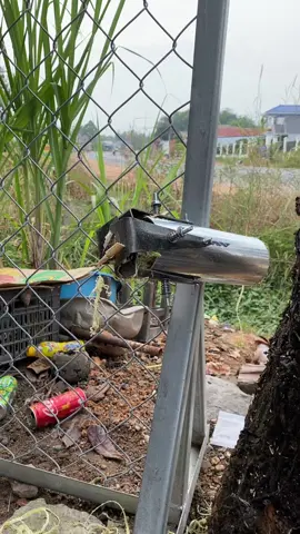 Cạo rất nhanh và sạch giúp tiết kiệm công sức và thời gian.#ống cạo mía 4 lưỡi#xuhuong 