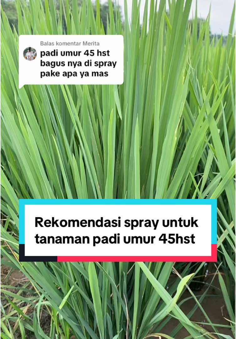 Membalas @Merita spray tanaman padi umur 45 hst #tanipedia #mastani #padi #petanipadi 