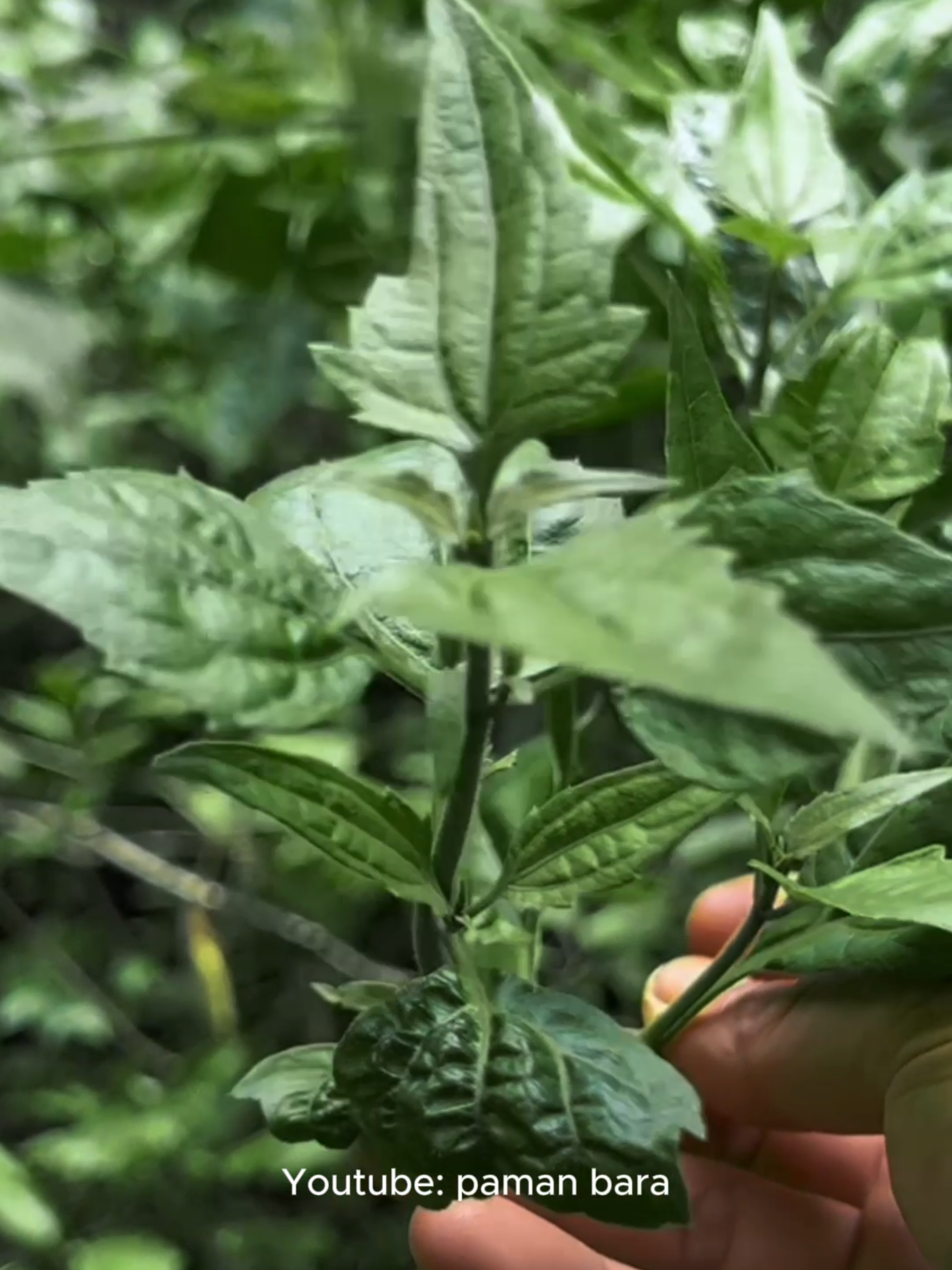 Part 79. Tumbuhan Ini adalah salah satu obat  alternatif yang dapat ditemukan dihutan.  #edukasi #bertahanhidup #survival #bushcraft #forest  #bushcraftindonesia #tutorial #idea #outdoor #camping  #nature #minecraft