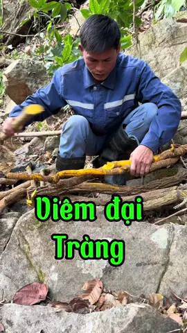 Viêm đại tràng #thaoduoc #daitrang #learnonontiktok #chuhienthaoduoc 