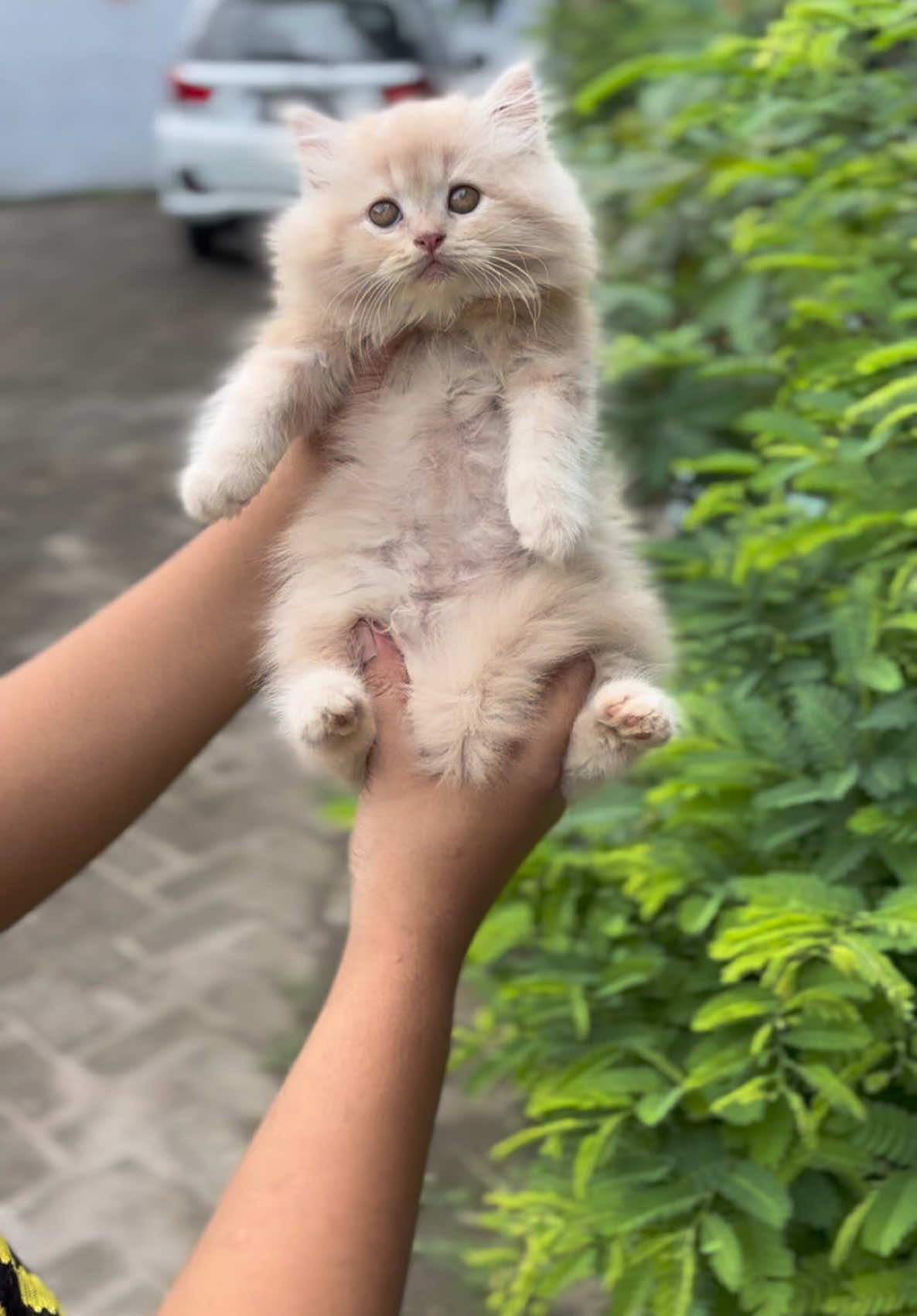 Singa mini 😂 #fypシ゚ #catsoftiktok #kelakuankucinglucu #catsoftiktok #kelakuankucinglucu 