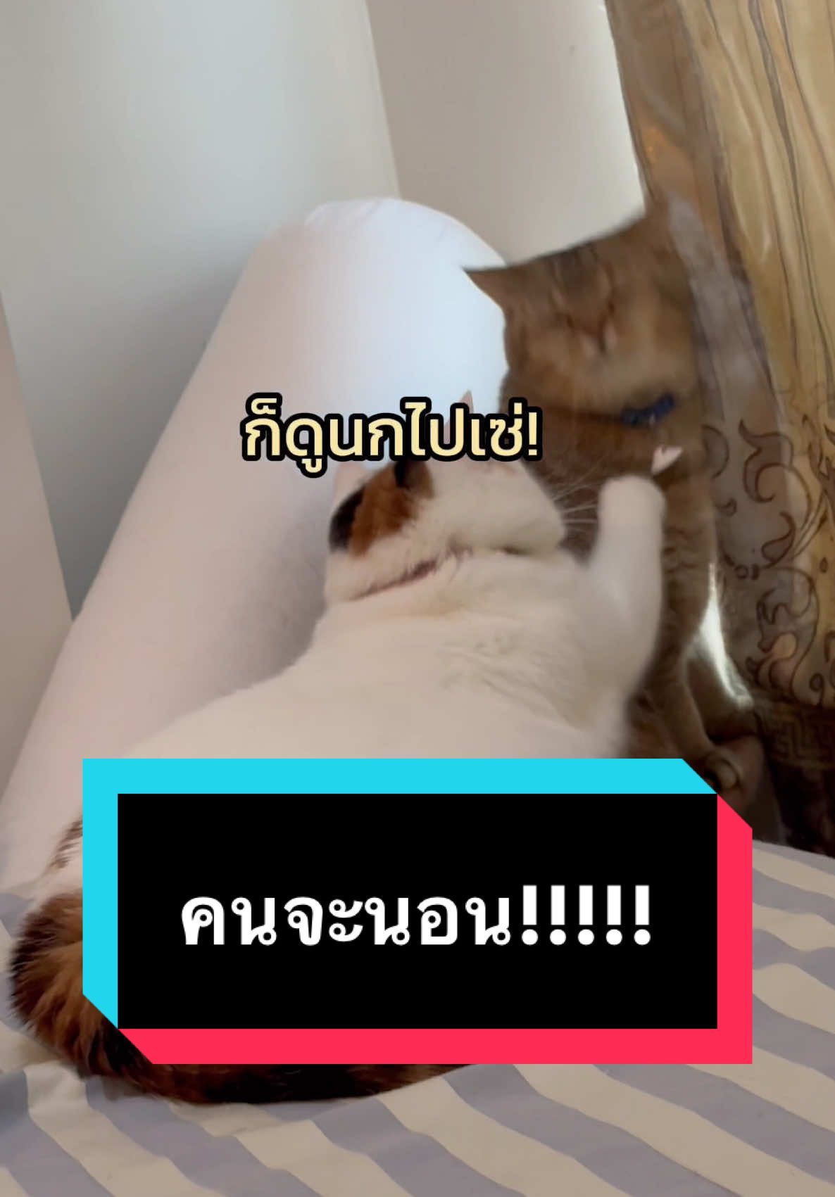 คนจะนอนมันไม่ได้นอนเนี่ย #มูมินแมวเหนียง #มู้ดดี้แมวแสบ #แมว #แมวน่ารัก #แมวอ้วน #แมวตลก #สวนสัตว์tiktok #cat #catsoftiktok 