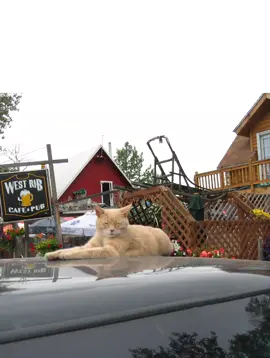 Mayor Stubbs 😺 Kredit : Jenni Konrad #mayorstubbs #alaska #faktaunik #faktamenarik #faktadunia #infomenarik #infounik #informasi #kucingoren #foryou #fyp 