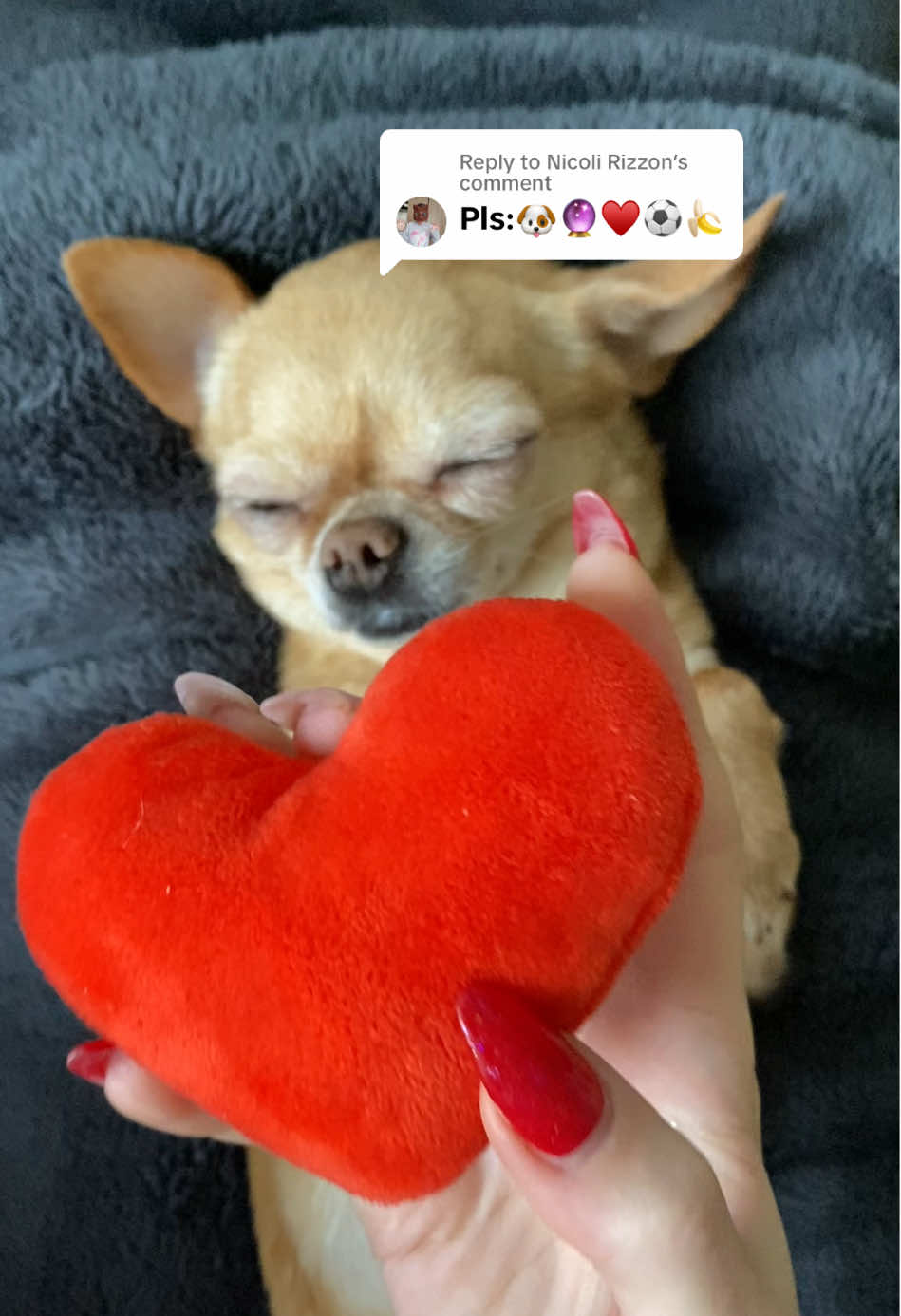 Replying to @Nicoli Rizzon #dogsoftiktok #asmremojichallenge #tingles #recommendations 