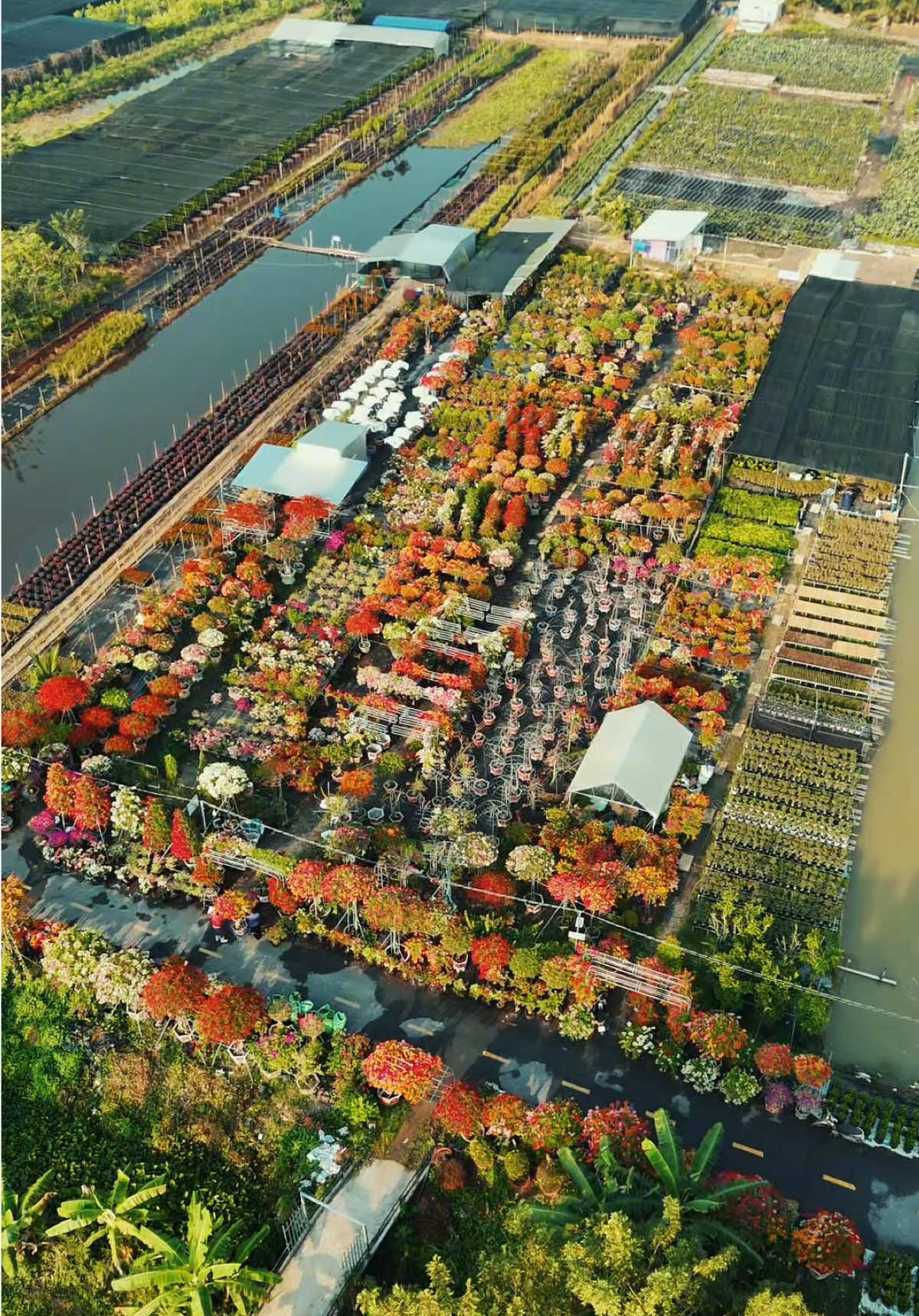 Về miền Tây ăn Tết thôi các bạn ơi #kietdongque #mientay #langhoasadec #sadec #tet #tet2025 #xuân #xuanatty 