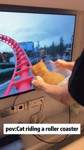 Cat riding  a roller coaster🙀🙀#usa🇺🇸 #cat #catsoftiktok #funny #tiktok #fyp #funnyvideos 