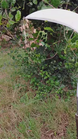 ready sabit rumput merk bintang 5 produk Madura#alattanampadi #sobatngaret #sobatngarit 