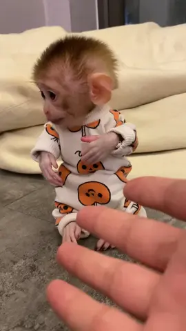 Drama king alert! 🎭🐒 This little monkey puts on an Oscar-worthy performance when someone pretends to shoot him—he acts out his ‘dramatic fall’ perfectly! 😂🎬 #MonkeyActor #TooFunny #DramaModeOn #monkey #monkeys #monkeylove #cutemonkey #cute #primates #animals