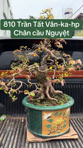810 trần Tất Văn-ka-hp#chăm_sóc_mai_miền_bắc #mai_vàng_thuần_bắc #Tết_2025 