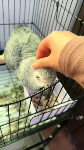 تبارك الرحمن🥺🤍..  ضيفنا اليديد🤍🤍..  #explore #fyp #birds #ماشاءالله #like #طيور #اكسبلور #طيوري 