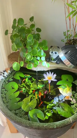 Chỉ có hoa và cá #aquariumfish #thuysinhxanhh #phukienbecacanh #thuỷsinh #becadeban #bểcáthuỷsinh #thuysinhngoaitroi #thuysinh #cacanh 