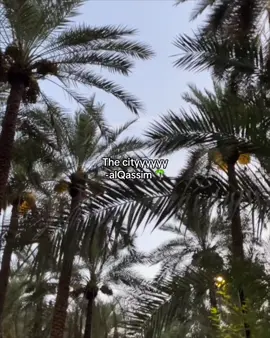 اويلاو كليجوه #qassim #بريده  #عنيزة_باريس_نجد #القصيم #saudiarabia🇸🇦 #ksa #saudi #fypage #fyp #fypシ゚ #قصمان #كليجة #تمر_سكري #نجد 