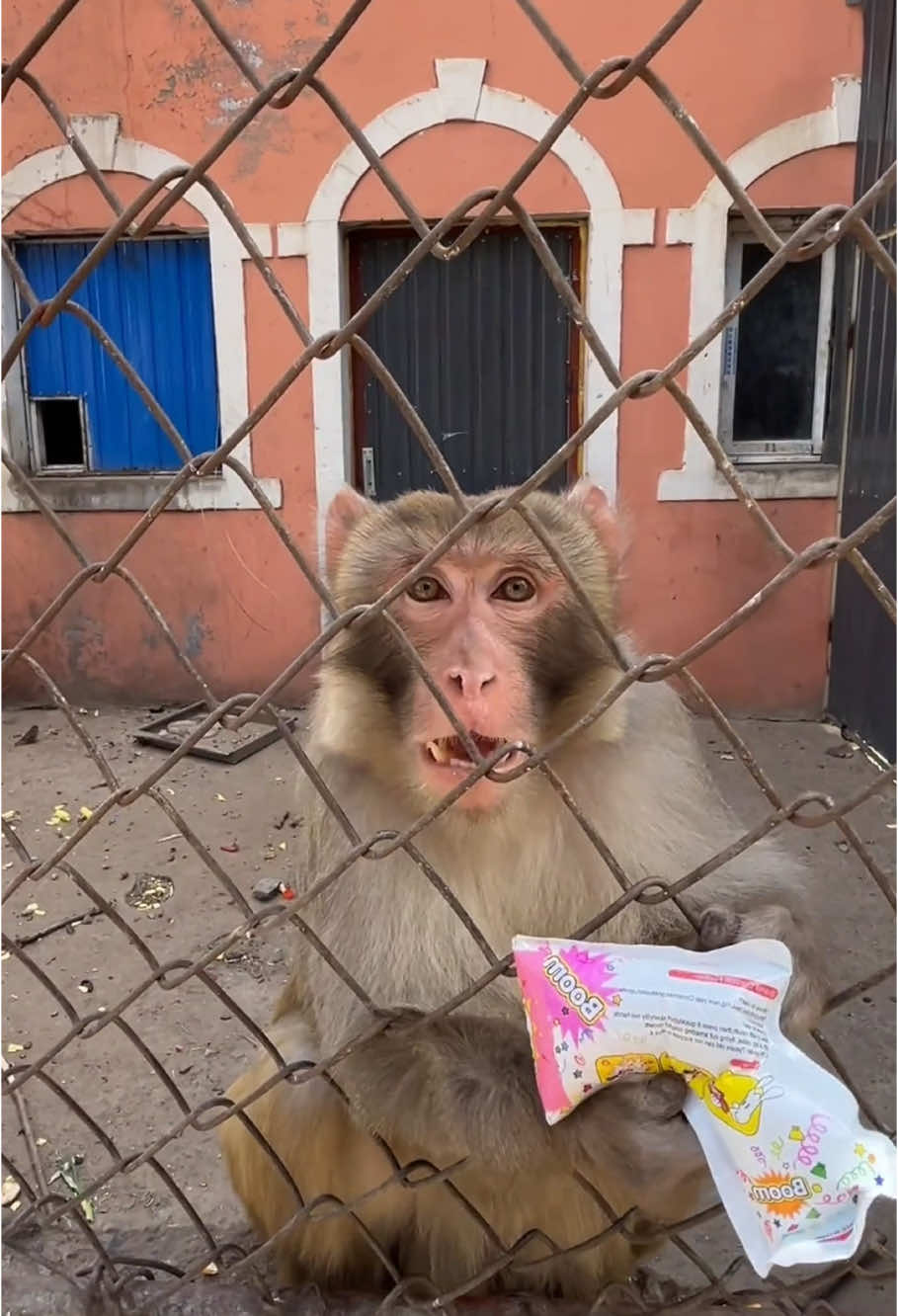 Although Monkey Xiaobao annoys me a lot, he is still willing to be my friend.😁 #monkey #animal #foryou #fyp  #angrymonkey #funny