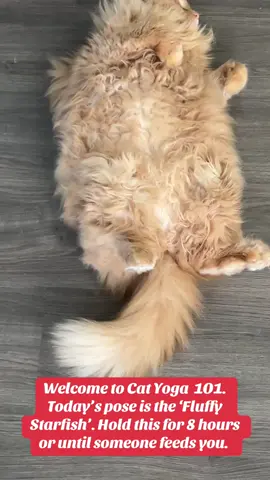 Honey the cat doing her daily stretches. #catyoga #fluffyfitness #lazyworkout #PetLife #fitnesshumor #catlover #cat 