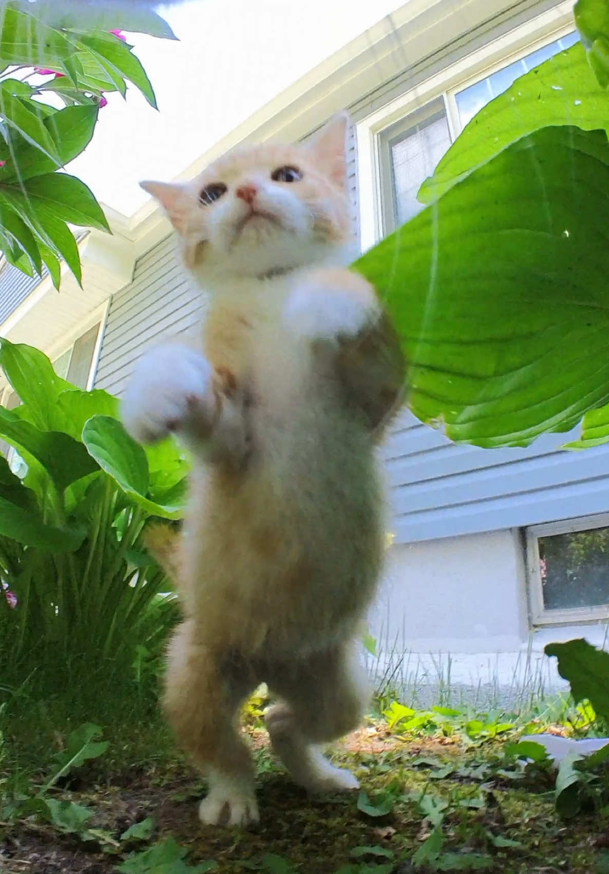 Documenting the life of cats! 📣🐈 @insta360_official GO 3S #fyp #cat #meow #insta360 #insta360catcam #insta360petcam 
