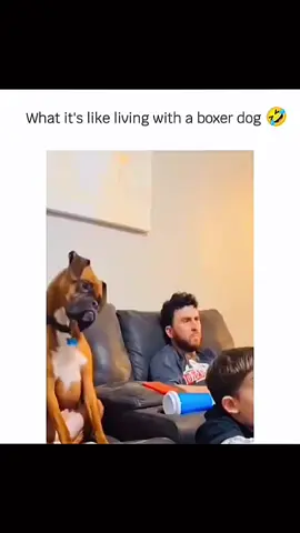 Funny and cute dogs compilation 🤣  #funnydog #funnypet #cutedog #dogoftiktok #doglover #dog 