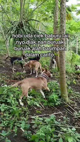 #porbi_sumbar #porbimarenten #porbi50kota #porbimarentensumbar #porbiindonesia #porbisolok #porbisumbarriau #porbisumbar #porbijawabarat #rgteam #sapedaindakbalampu 