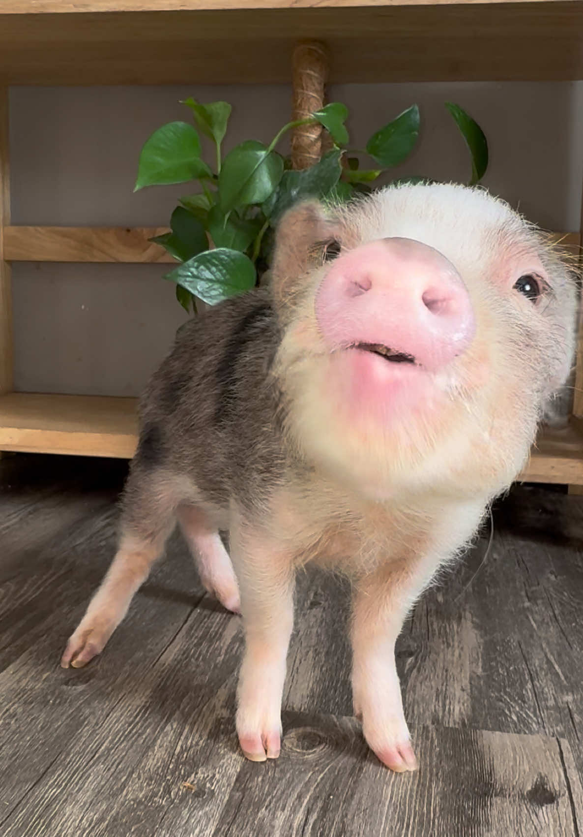 #minipigs #minipigsoftiktok #asmr #asmrsounds #cute 