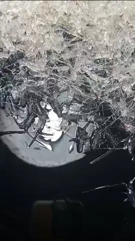 #fyp #fypシ #babylobster #benur #benihlobster #viral 