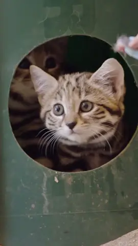 “The most ferocious kitten”#Tiktok #animals #foryou #cute #cat 